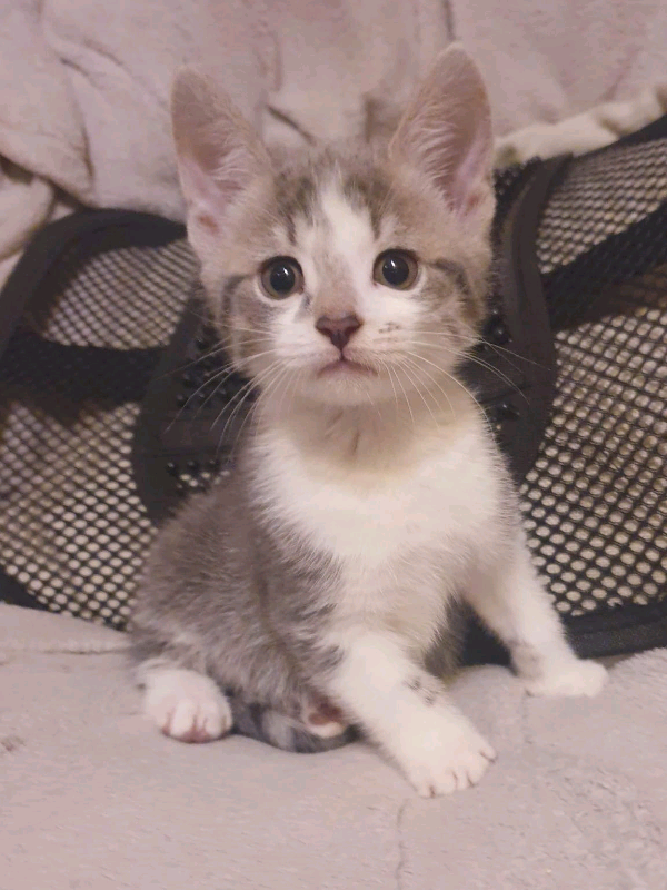 Unique kittens | in Leicester, Leicestershire | Gumtree