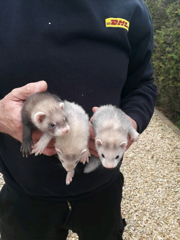 Ferrets for sale in Larkhall, South Lanarkshire Gumtree
