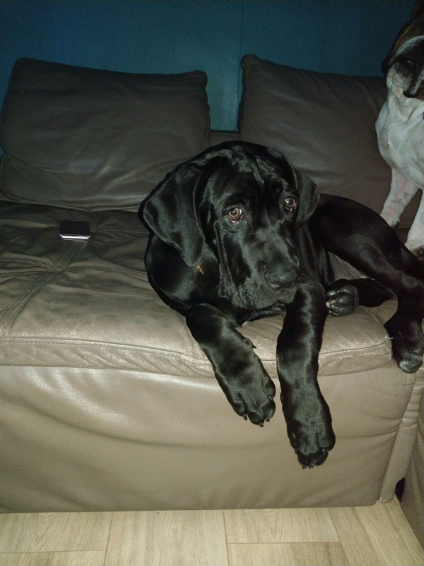 Puppy Cane Corso In Dunfermline Fife Gumtree