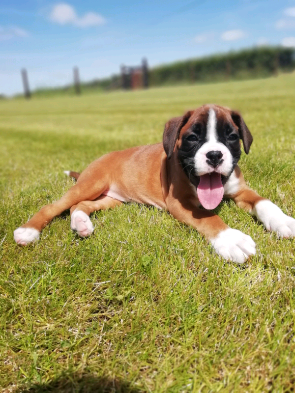 5th Generation Pedigree Boxer Puppies In Filey North Yorkshire Gumtree