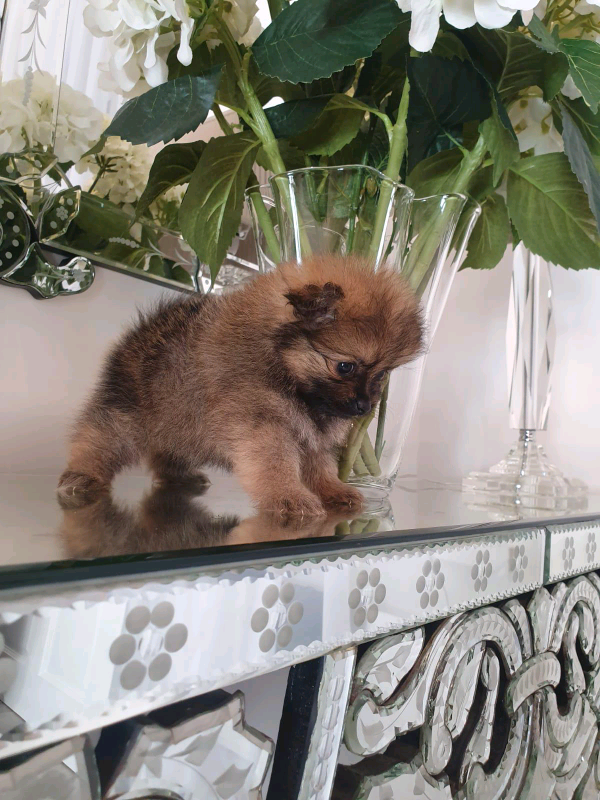 Russian blood pomeranian puppies for sale in Newcastle, Tyne and Wear