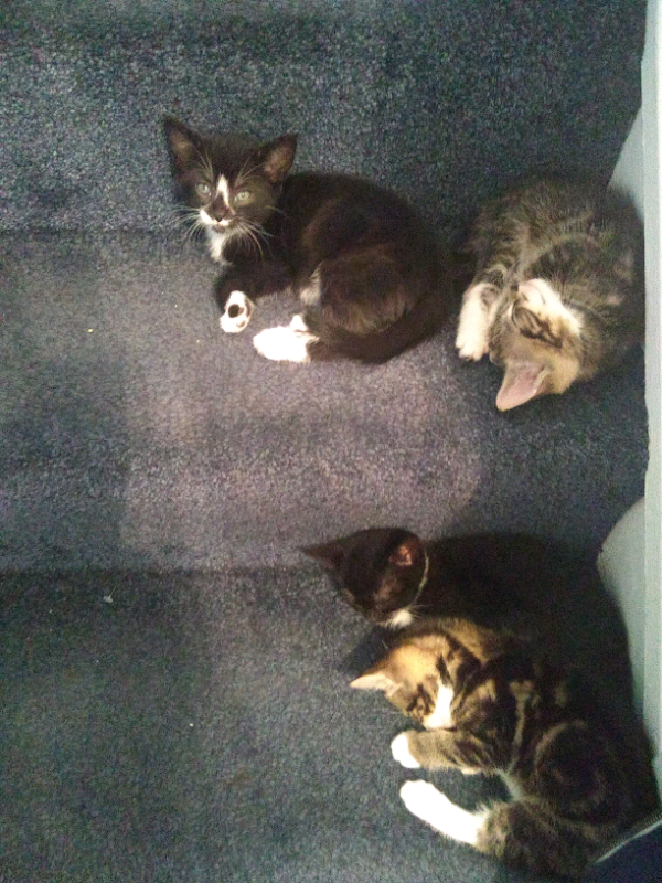 Kittens In Pleasance Edinburgh Gumtree