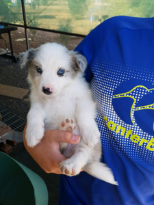 Long Haired Border Collies Dogs Puppies Gumtree Australia