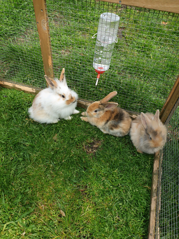 Rabbits 8 weeks old in Eastbourne, East Sussex Gumtree