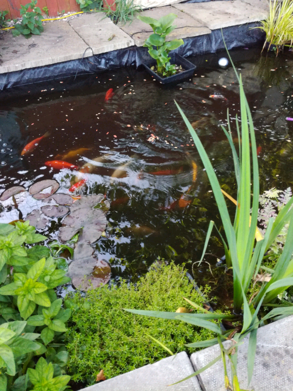 Fish pond in Nuneaton, Warwickshire Gumtree