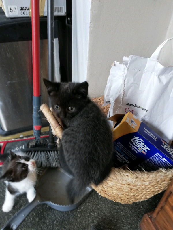 Dark grey wolf colour female kitten. | in Goring-by-Sea, West Sussex