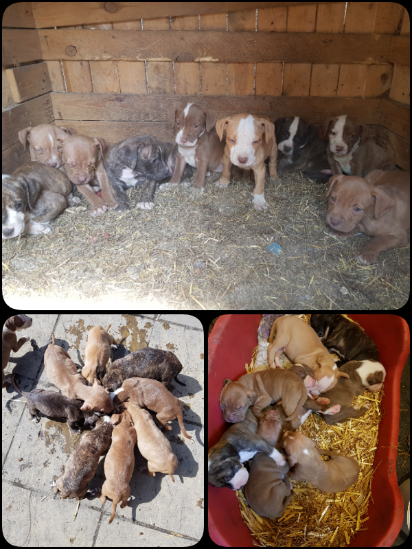 XL American Bully Pups litter of 9 only 1 male 3 Females left beautifu