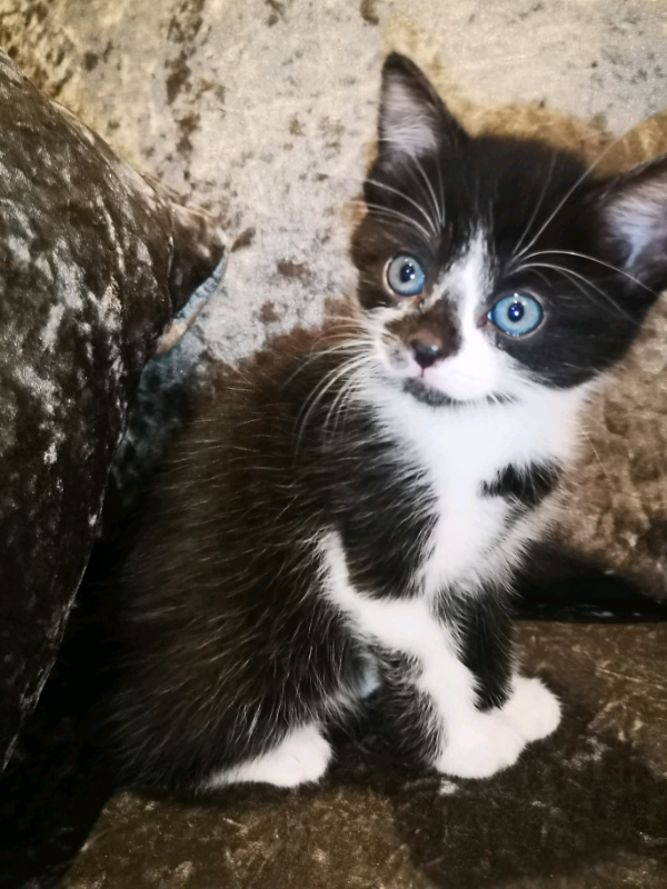 Beautifull Ragdoll Cross Kittens in Wells Road, Bristol Gumtree