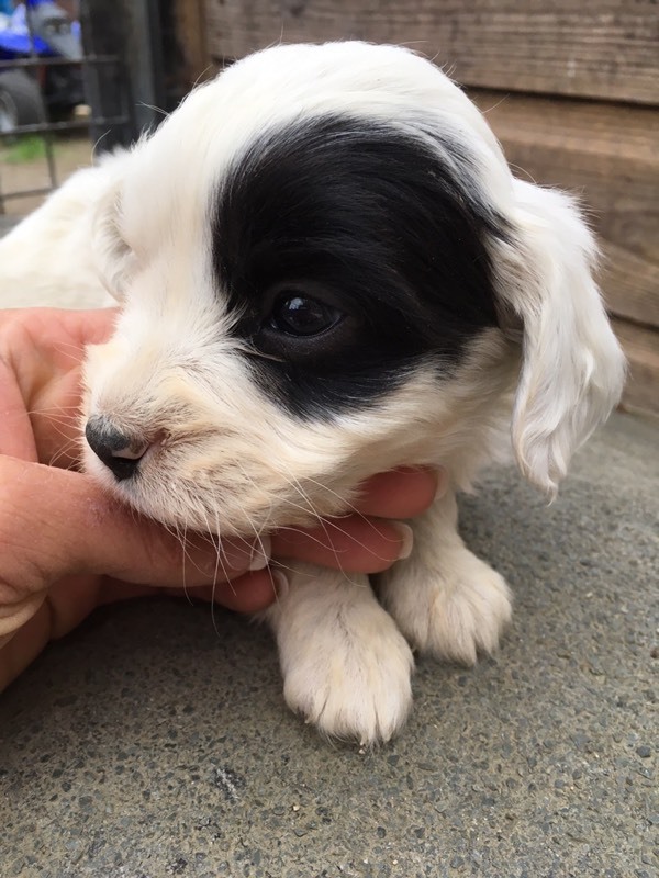 Beautiful Tibetan terrier X cocker spaniel puppies in Kidlington