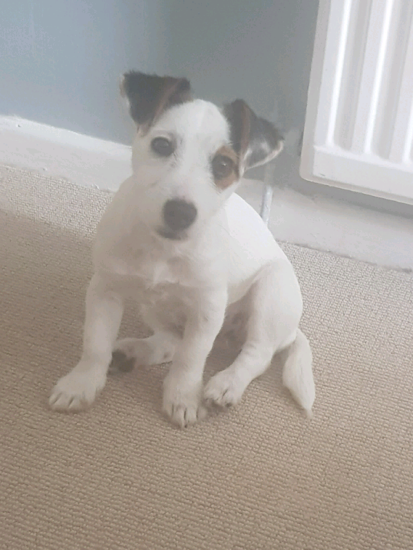 Jack russell, female, 5 months | in Bargoed, Caerphilly ...