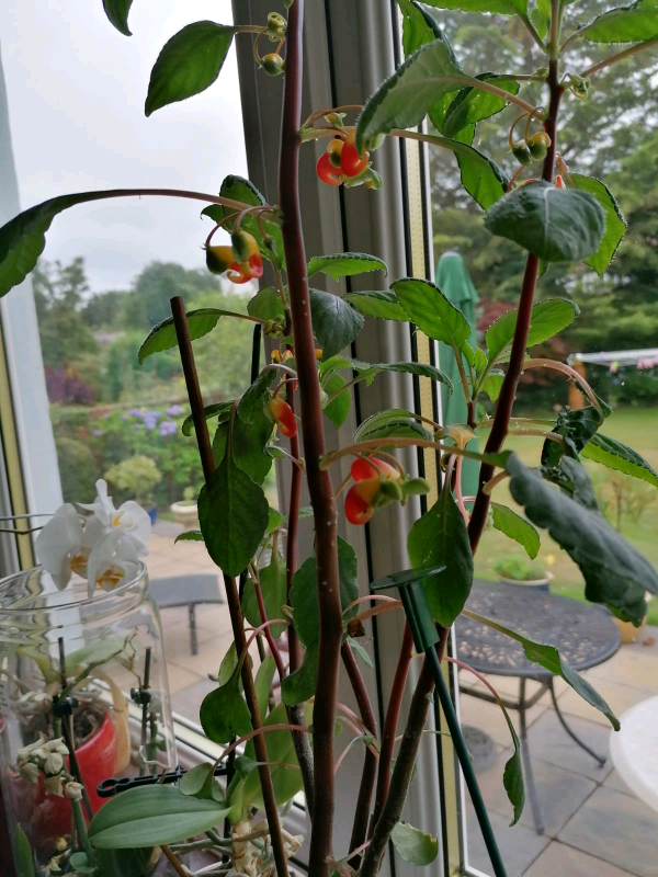 Parrot plant in Mauchline, East Ayrshire Gumtree