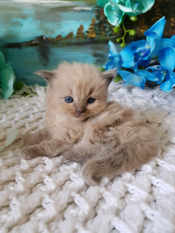 Mink Ragdoll kittens for sale. in Church Village, Rhondda Cynon Taf