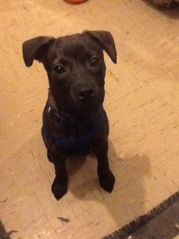 Staffweiler puppy in Stratford, London Gumtree