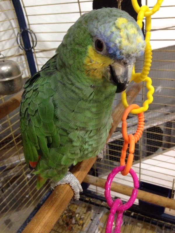 Orange winged Amazon parrot & cage for sale in Everton, Merseyside