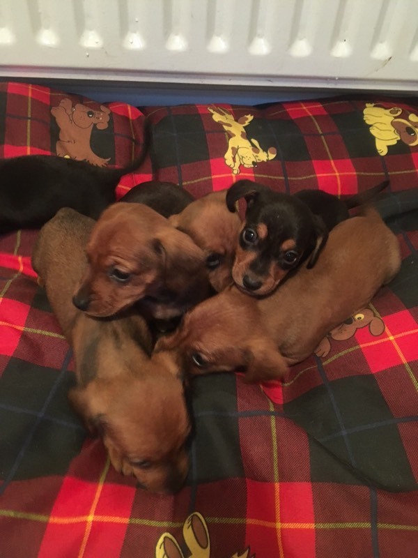Miniature Dachshund Puppies In Lisburn Road Belfast Gumtree