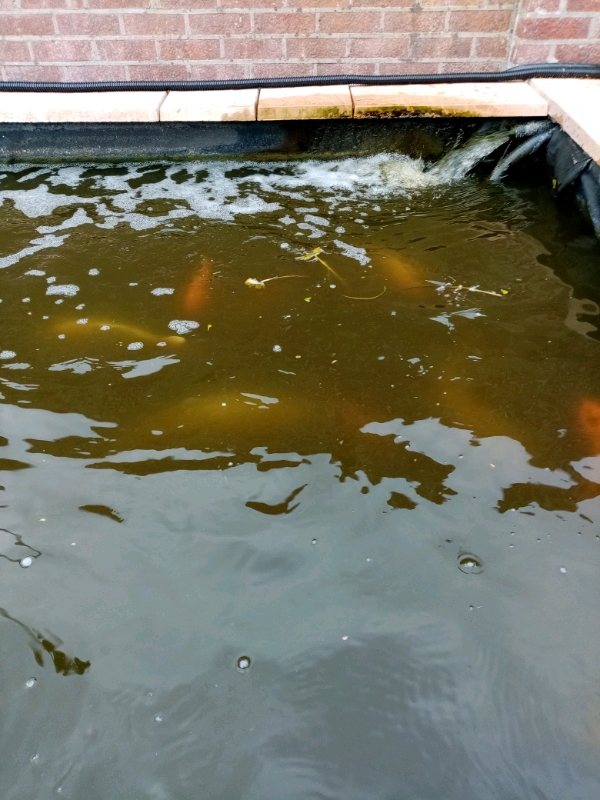 Large Koi Carp for sale - $ 86