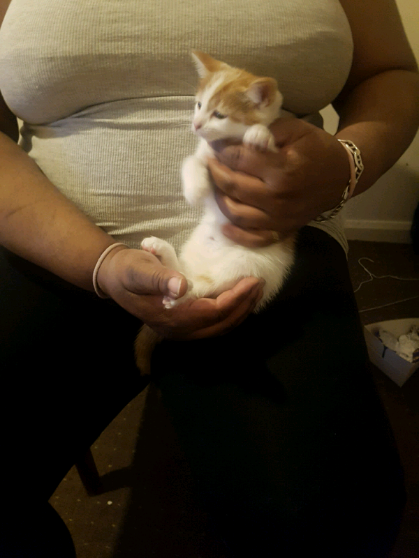 Kittens for sale in Northolt, London Gumtree