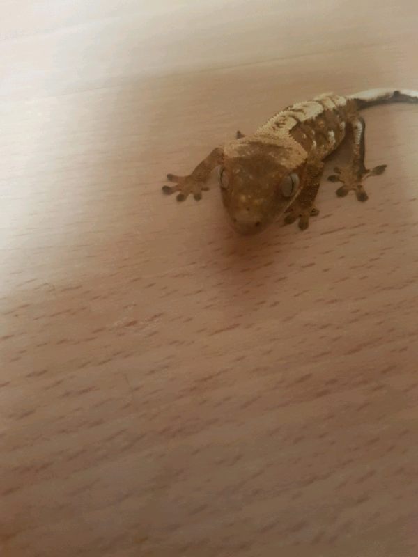 Crested Gecko + Tank and accessories | in Bridgend | Gumtree