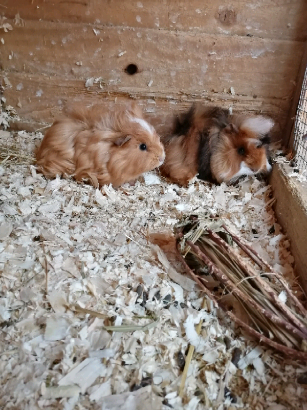 guinea pigs and netherland dwarf in Limavady, County Londonderry