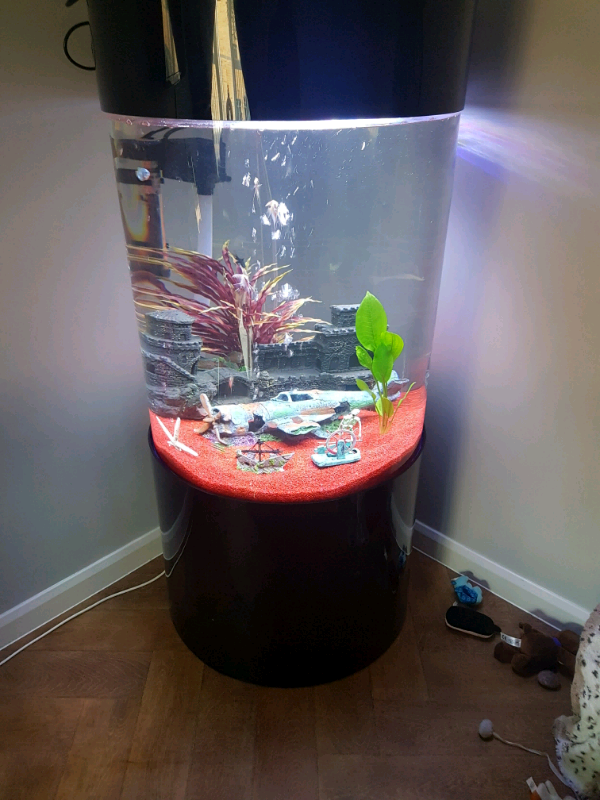 Round fish aquarium with all the extras in Ebbw Vale, Blaenau Gwent