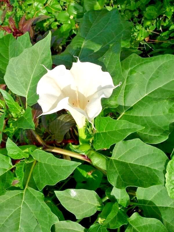 Datura Metel flower