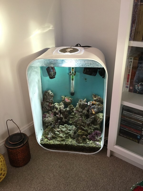 Biorb life 60 litre marine fish tank in Exeter, Devon Gumtree