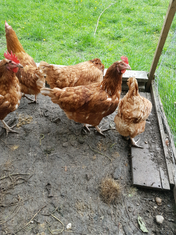Female Chickens For Sale In Harrow London Gumtree