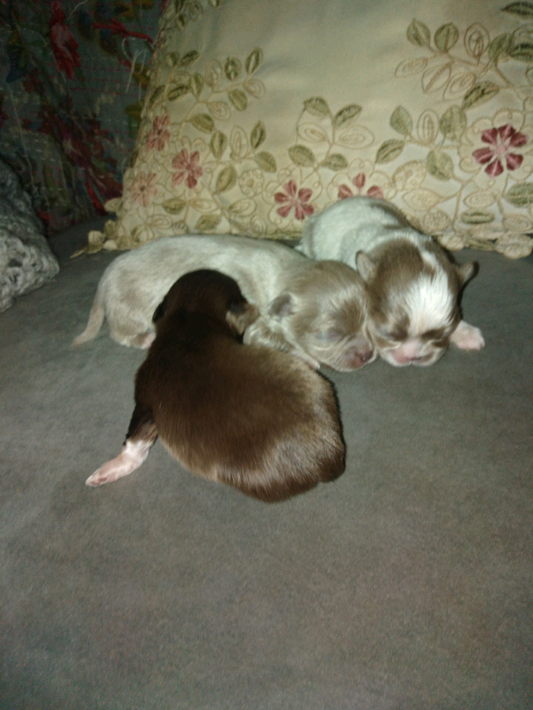 Long Coat Chihuahuas For Sale In Frodsham Cheshire Gumtree