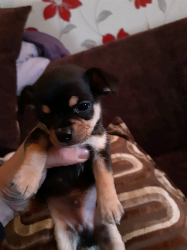 Chihuahua puppies in Perth and Kinross Gumtree