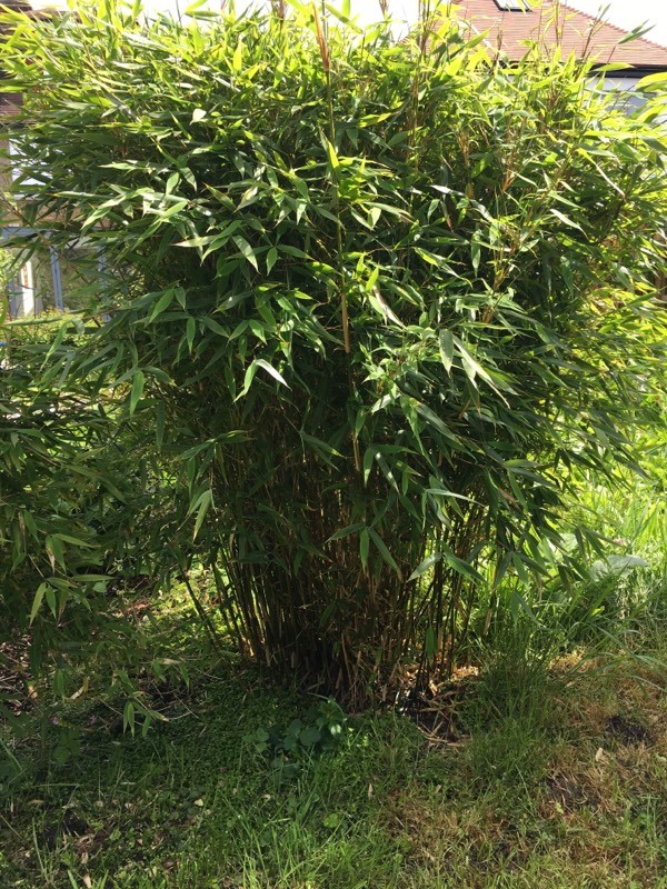 Mature bamboo plants in Chiswick, London Gumtree
