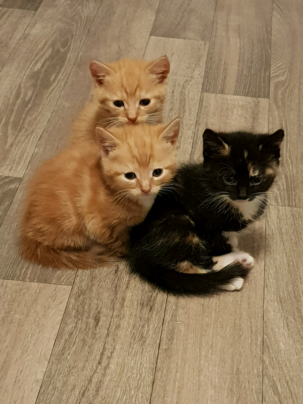 Adorable kittens looking for new home in Stratford, London Gumtree