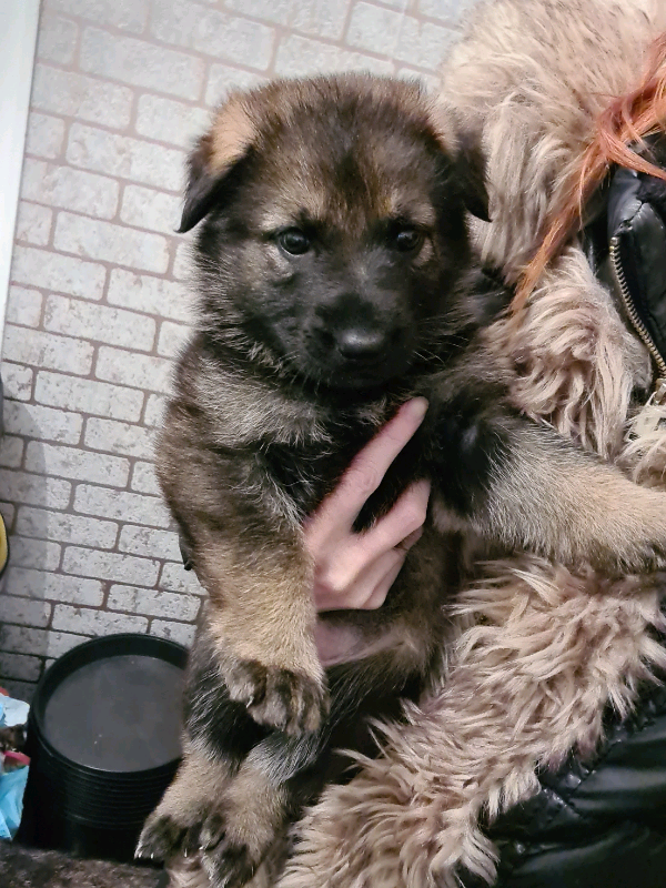 FEMALE SABLE GERMAN SHEPHERD PUP in Rochdale, Manchester Gumtree