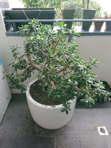 Big Money Tree - Jade Tree - Chinese Feng Shui wealth cure! | Plants