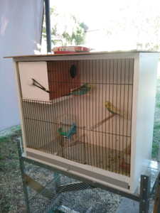 breeding budgie budgies 12mth cage pair