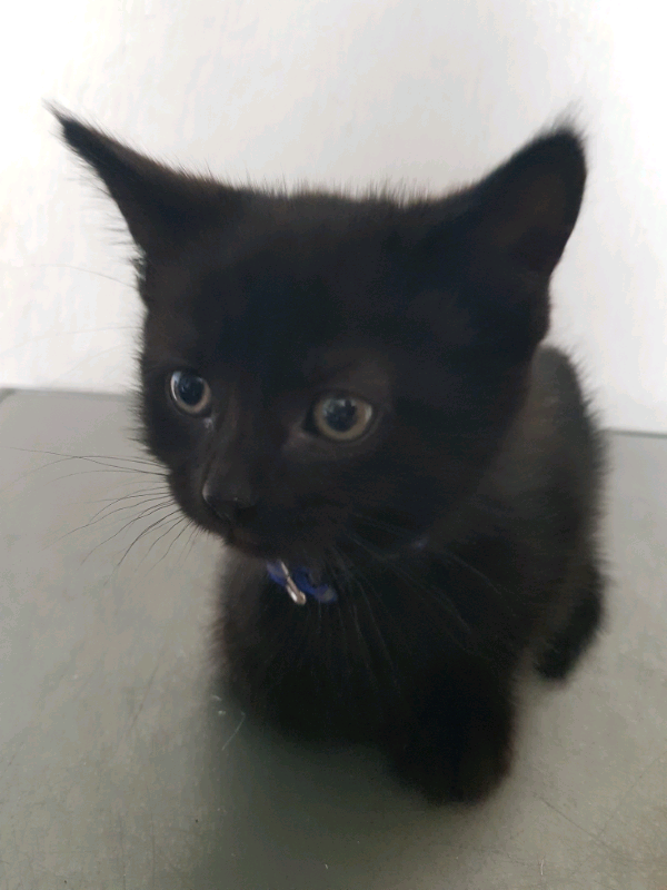 1 Black boy left cute kitten ready to go in Bolton, Manchester Gumtree