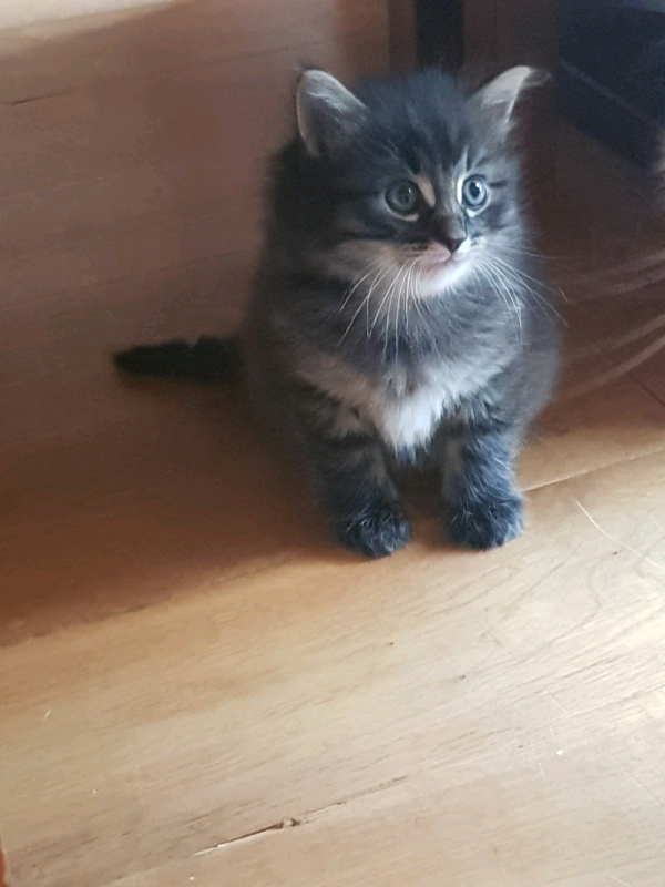 Pending Reservation Beautiful Kitten 1 Tabby Semi Long Haired