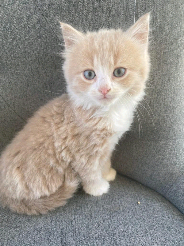 Beautiful kittens for sale | in Drayton, Norfolk | Gumtree