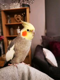 cockatiel pets