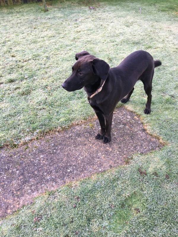 Male Labrador\Lurcher Needing Loving Home in Bury St Edmunds, Suffolk Gumtree