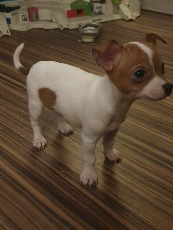 2 Short Haired Chihuahua Pups For Sale In Lancaster Lancashire