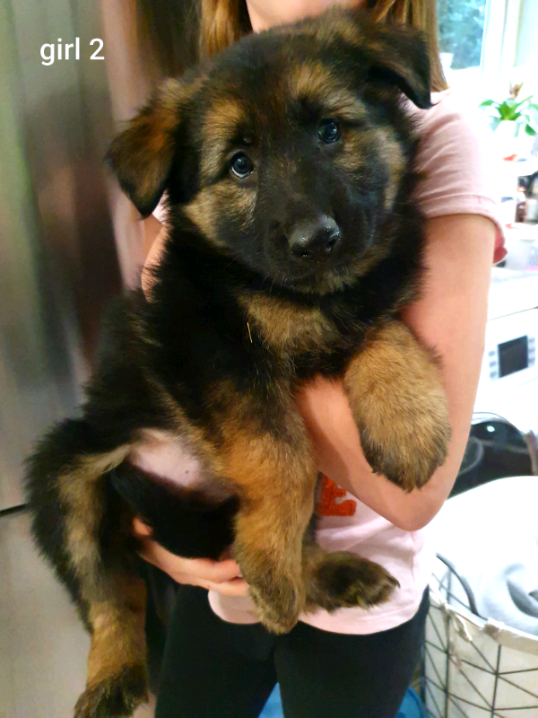 German Shepherd pupps in Swansea Gumtree