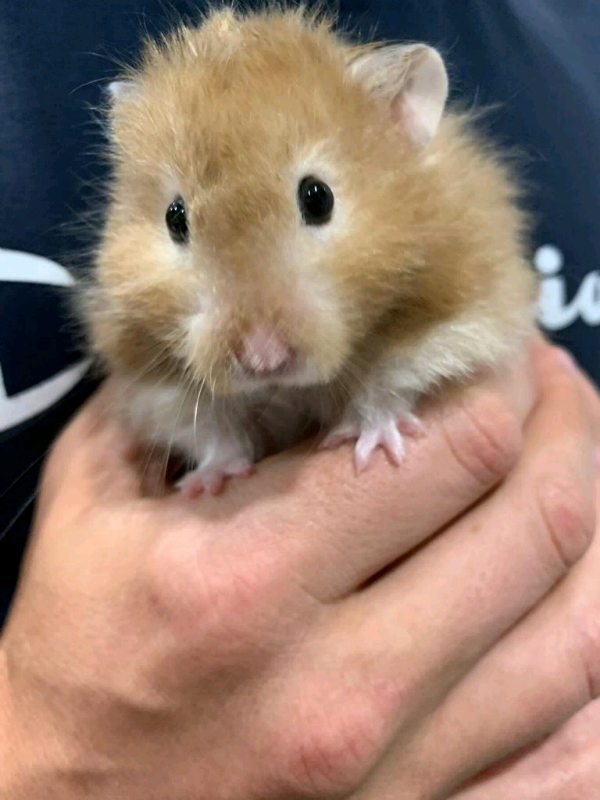 Hamster for sale | in Harrow, London | Gumtree