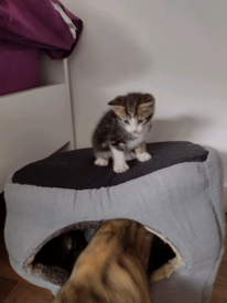 Cats For Sale In Glasgow Gumtree