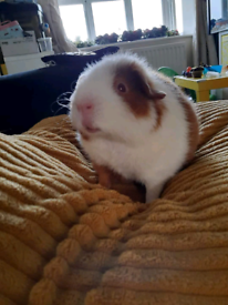 Male 2 year old Teddy guinea pig