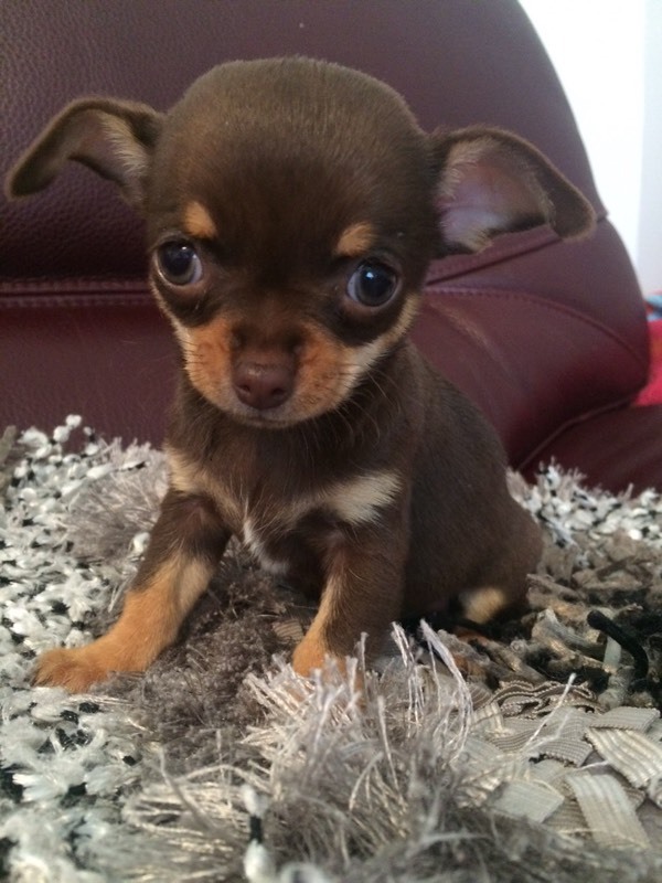 KC REG CHOCOLATE CHIHUAHUA in Airdrie, North Lanarkshire Gumtree
