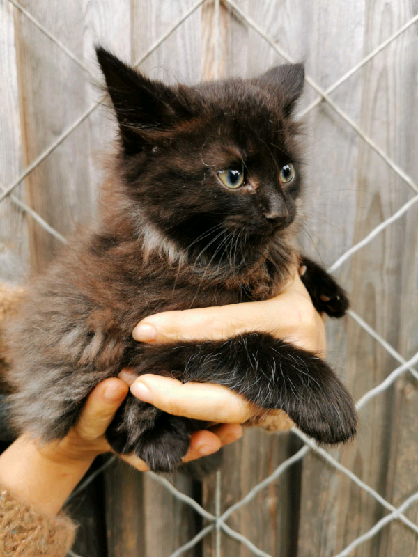 Beautiful fluffy black and tabby kittens in Kings Lynn, Norfolk Gumtree