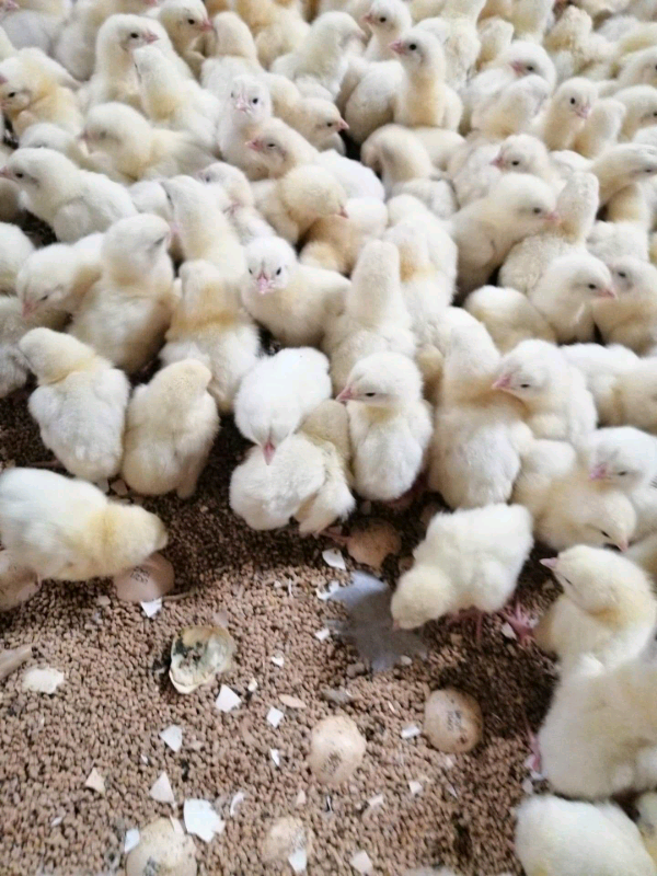 White cornish chickens in Moseley, West Midlands Gumtree