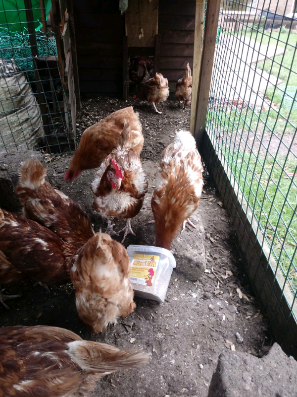 Warren Chickens in Stow on the Wold, Gloucestershire Gumtree