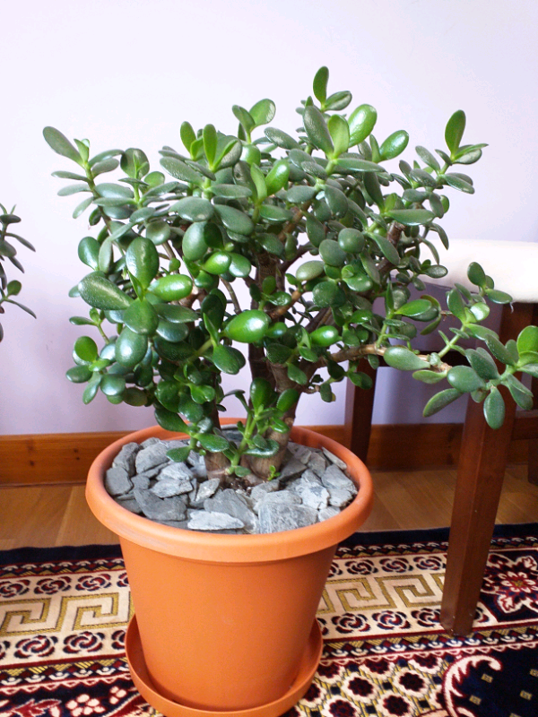 Lovely large house plants Jade /money plants for sale | in ...