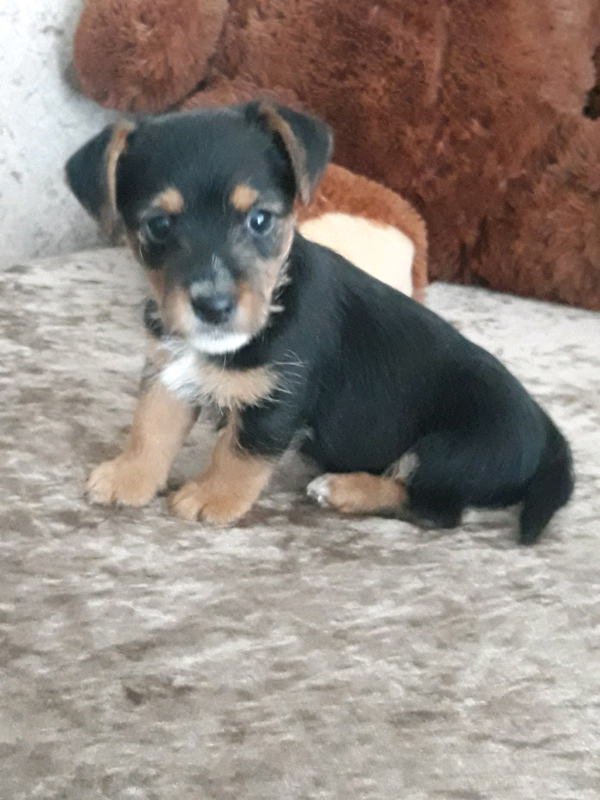 Yorkshire Terrier x Jack Russell in Solihull, West Midlands Gumtree